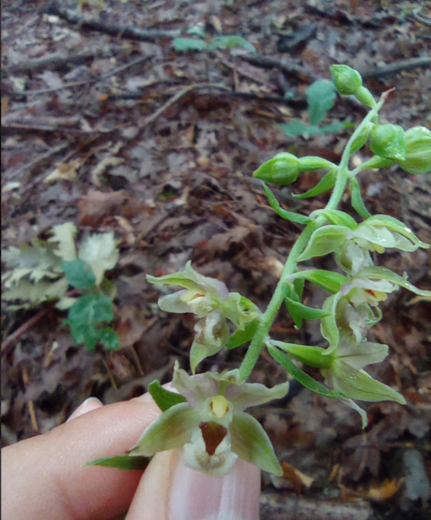 epipactis helleborine?